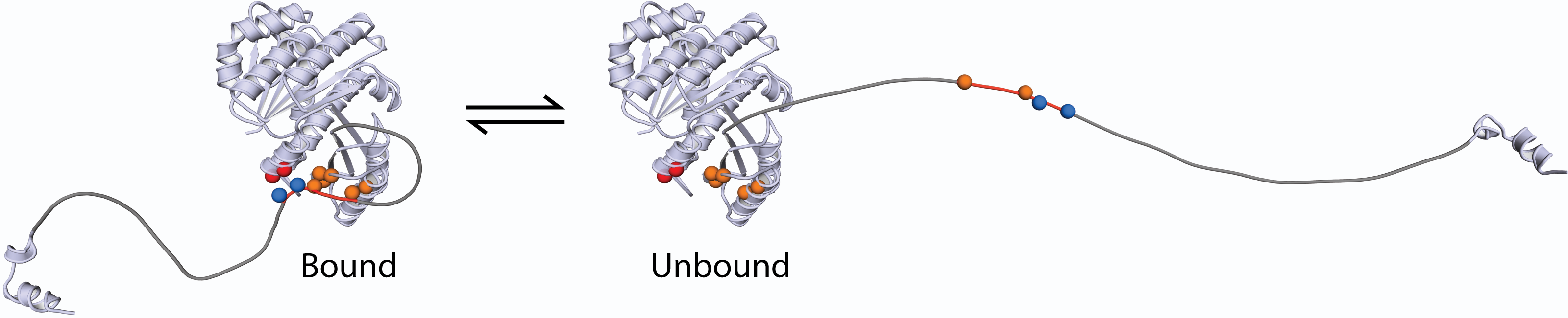 FtsZ's disordered tail binding its folded core
