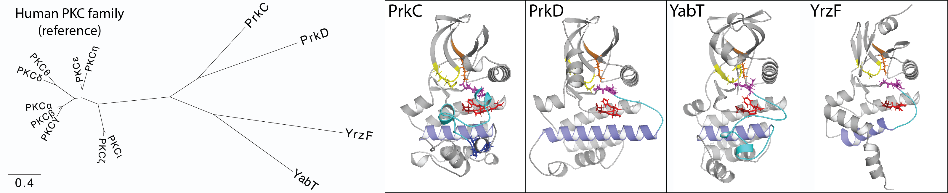 Unrooted phylogeny of the four B. subtilis Hanks-type kinases calibrated against the human PKC family, paired with their AlphaFold models with the catalytic motifs highlighted. The four bacterial kinases diverge from each other more than the entire PKC family does internally.