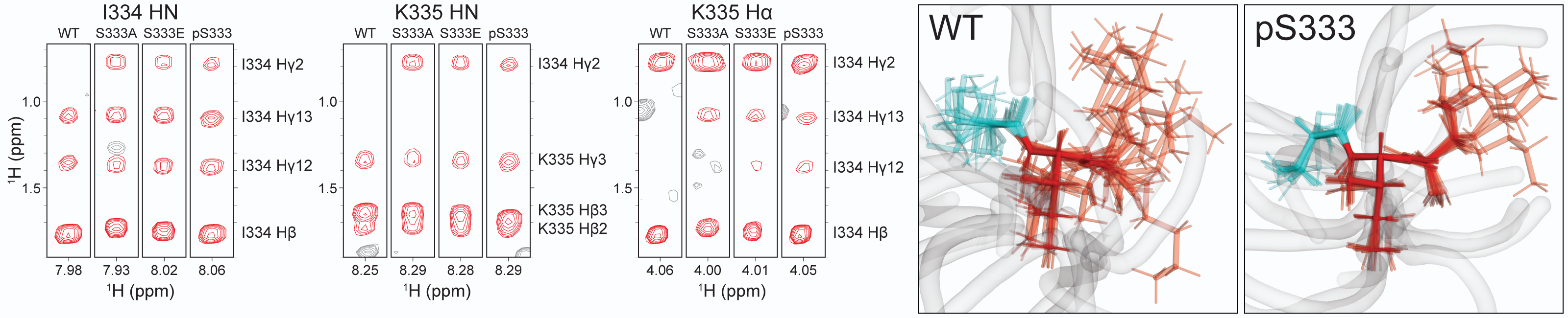 NOESY strips across a phospho-mutant allelic series, paired with ARIA conformational ensembles showing the S333-I334-K335 sidechain envelope tighten as phosphorylation compacts the motif (WT vs pS333)